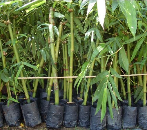 ไผ่กิมซุง