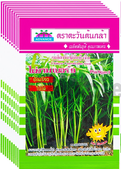 ผักบุ้งจีนไผ่งาม9AV(V30)